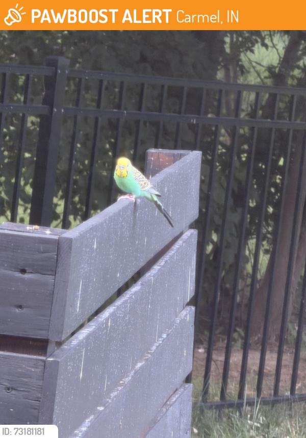 Found/Stray Unknown Bird last seen Near and Springmill, Carmel, IN 46032