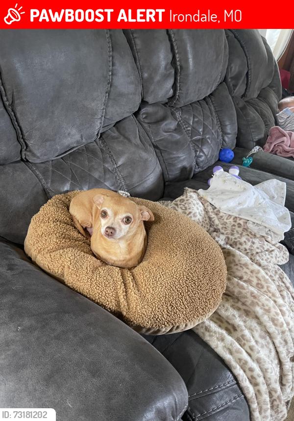 Lost Male Dog last seen M hwy, Irondale, MO 63648