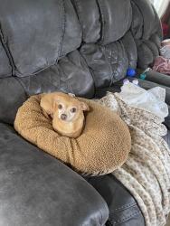 Lost Male Dog last seen M hwy, Irondale, MO 63648