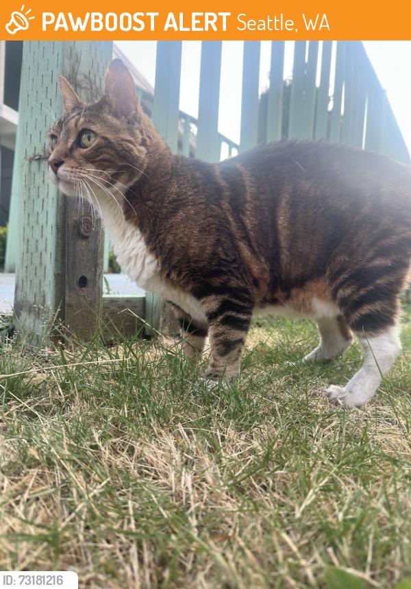 Found/Stray Male Cat last seen To the side of the church, next to apmts, Seattle, WA 98106