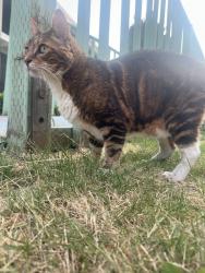 Found/Stray Male Cat last seen To the side of the church, next to apmts, Seattle, WA 98106
