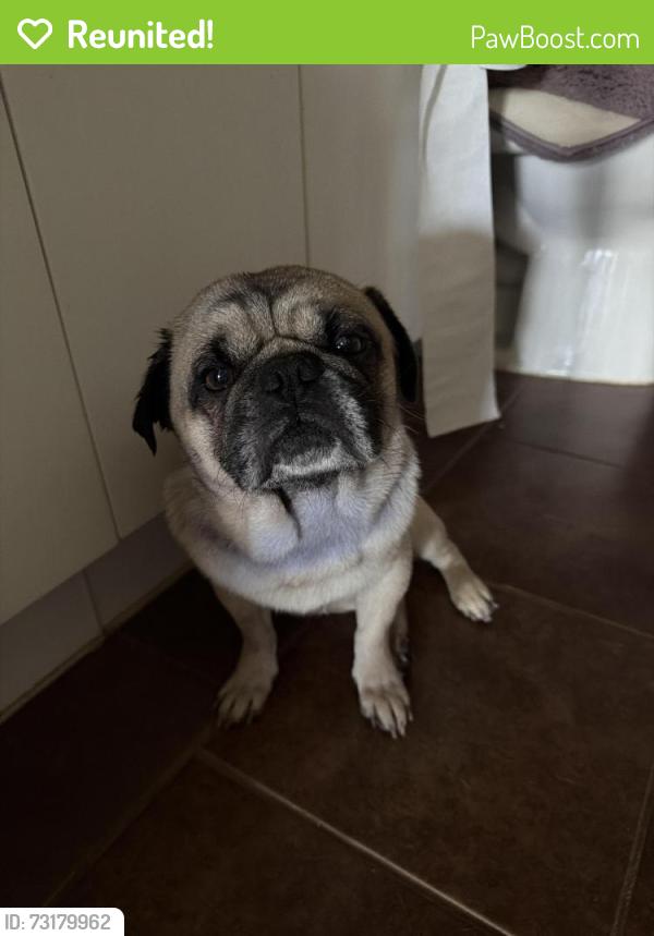 Reunited Male Dog last seen Near County Road 1107A, Cleburne, TX 76031
