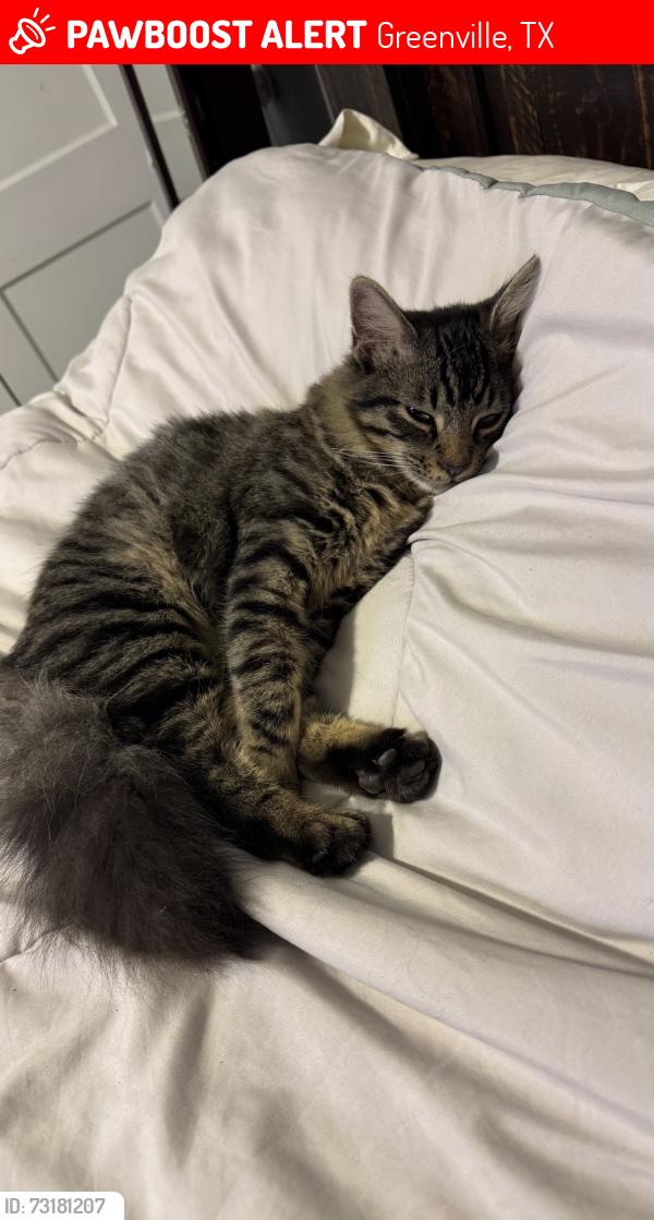 Lost Male Cat last seen City of Greenville Police Department on Lee St, Greenville, TX 75401