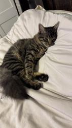 Lost Male Cat last seen City of Greenville Police Department on Lee St, Greenville, TX 75401