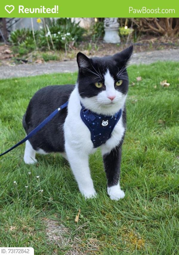 Reunited Male Cat last seen 212th st se, 39th ave se, Bothell, WA 98021