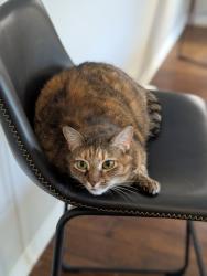 Lost Female Cat last seen Buck Ridge Avenue, Cannon Rd,, Carlsbad, CA 92010