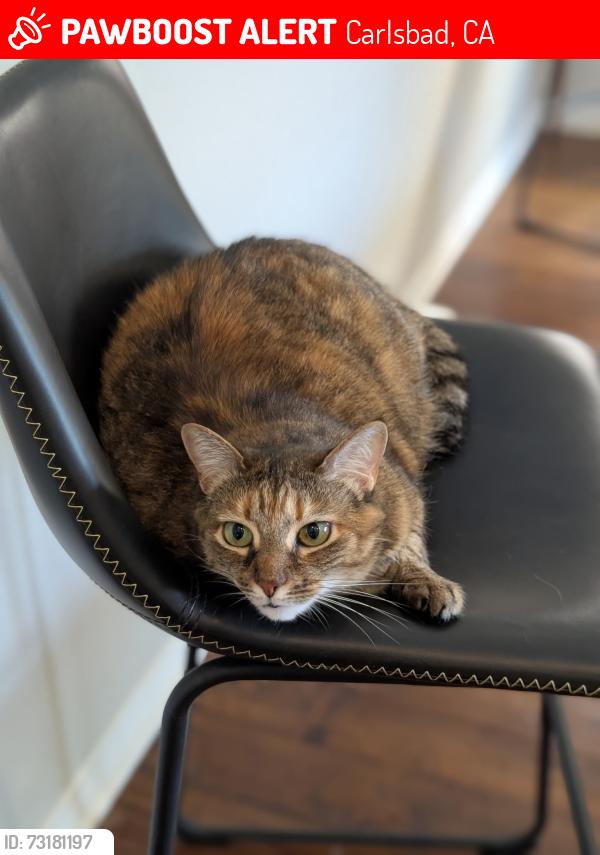 Lost Female Cat last seen Buck Ridge Avenue, Cannon Rd,, Carlsbad, CA 92010