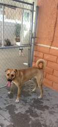 Found/Stray Male Dog last seen Food4less, Whittier, CA 90602