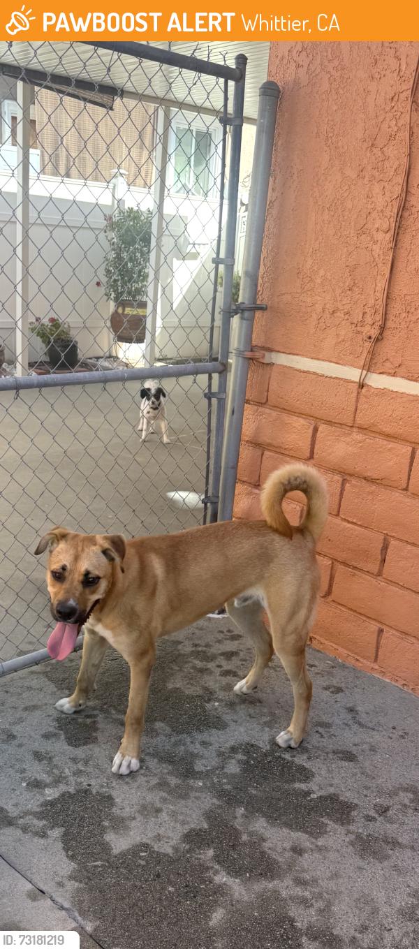 Found/Stray Male Dog last seen Food4less, Whittier, CA 90602