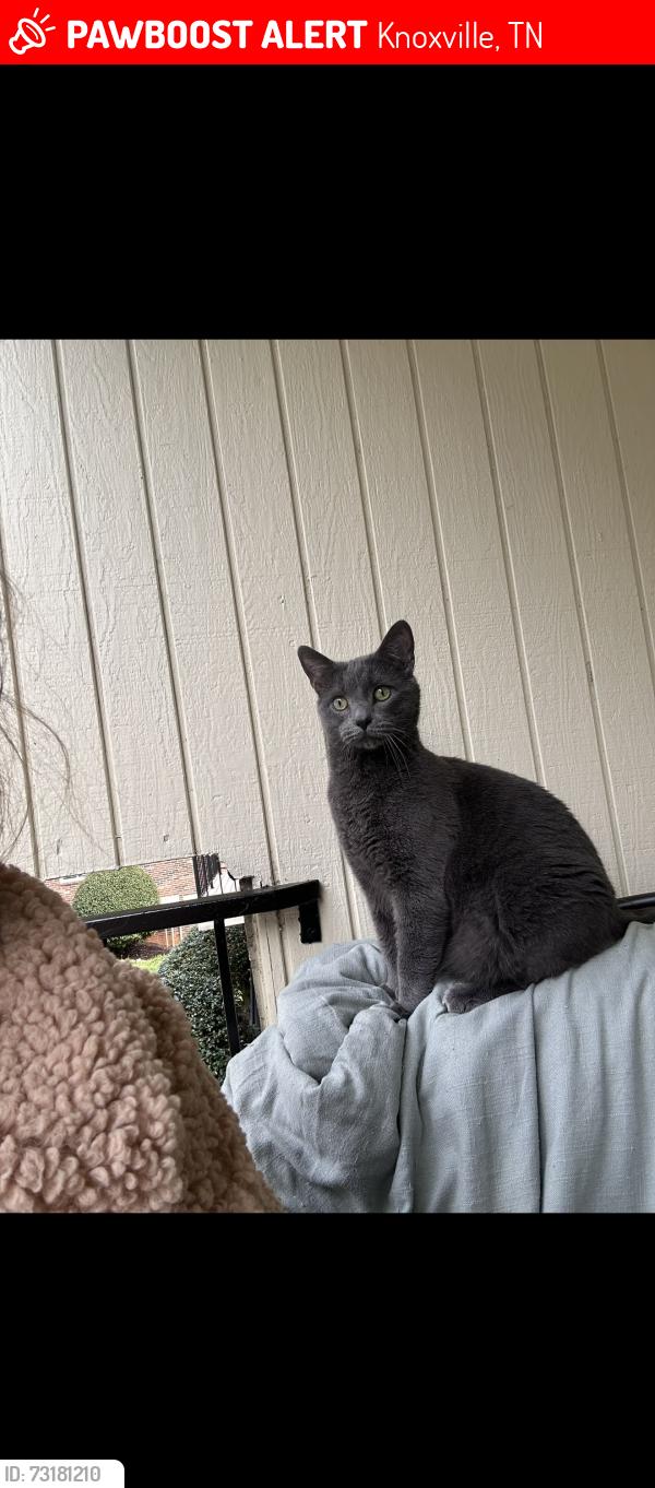 Lost Male Cat last seen Near Gleason dr Tiffany square apmts, Knoxville, TN 37919