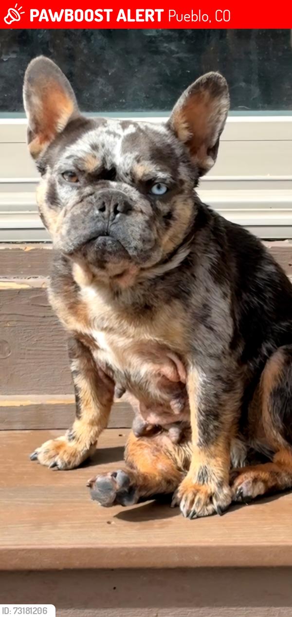 Lost Female Dog last seen Fearnow and Nielson Ave, Pueblo, CO 81001