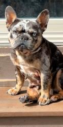 Lost Female Dog last seen Fearnow and Nielson Ave, Pueblo, CO 81001