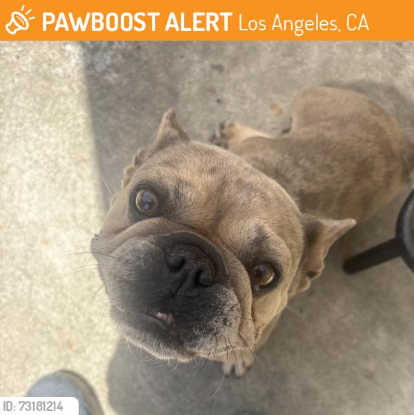 Found/Stray Female Dog last seen S westgate ave & Nebraska ave, Los Angeles, CA 90025