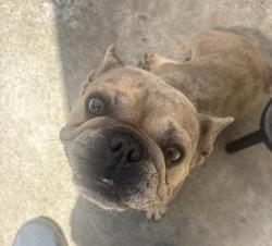 Found/Stray Female Dog last seen S westgate ave & Nebraska ave, Los Angeles, CA 90025