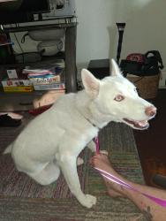 Found/Stray Female Dog last seen Market and 18th st Harrisburg PA, Harrisburg, PA 17104