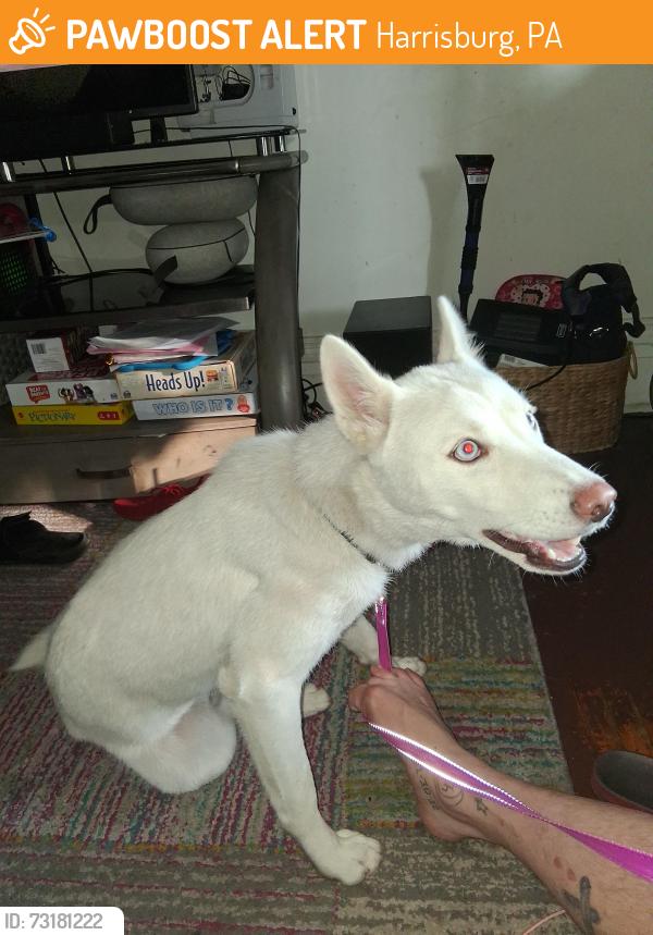Found/Stray Female Dog last seen Market and 18th st Harrisburg PA, Harrisburg, PA 17104