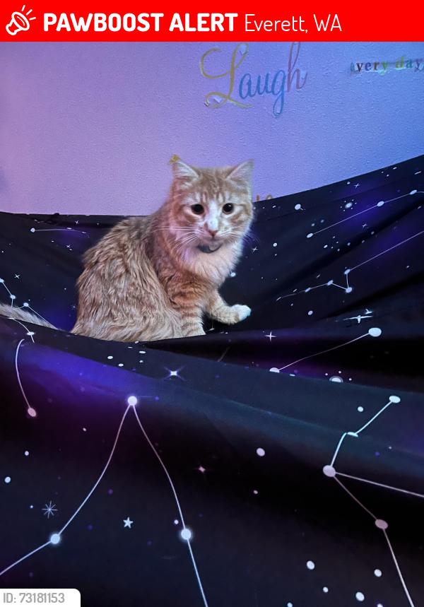 Lost Male Cat last seen Across the street of QFC and behind the bowling alley, Everett, WA 98203