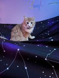 Lost Male Cat last seen Across the street of QFC and behind the bowling alley, Everett, WA 98203