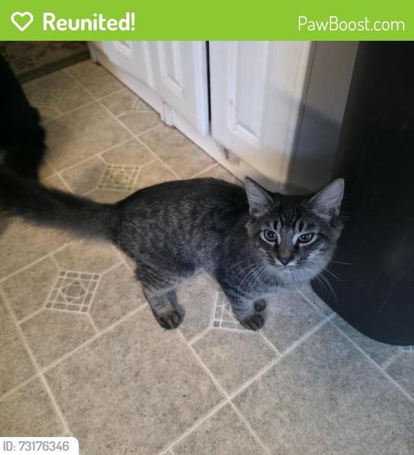 Reunited Female Cat last seen Roberge funeral home, Somersworth, NH 03878