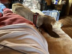 Reunited Male Dog last seen Jaramillo road, Belen, NM 87002