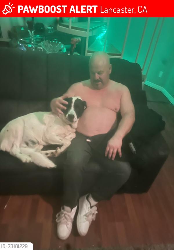 Lost Male Dog last seen 55th west and L4, Quartz Hill, CA 93536