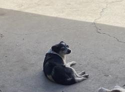 Reunited Male Dog last seen Pauline and bradfield ave, Compton, CA 90221