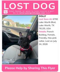 Lost Female Dog last seen Near lake worth boulevard, Lake Worth, TX 76135