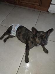 Reunited Female Dog last seen West gate, West Palm Beach, FL 33409