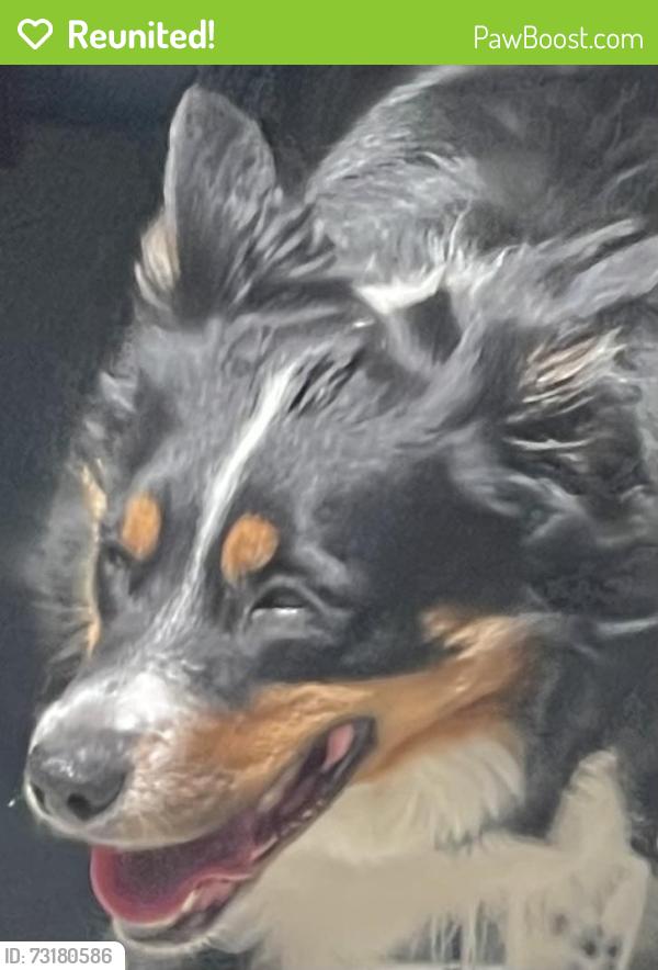 Reunited Female Dog last seen ParkOaks and Meadowcreek Way near Greenback and Dewy, Citrus Heights, CA 95621