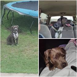 Reunited Male Dog last seen Fielder and randol mill Rd, Arlington, TX 76012