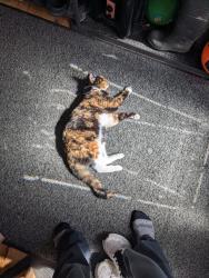 Reunited Female Cat last seen Giles and Thomas, Olympia, WA 98502
