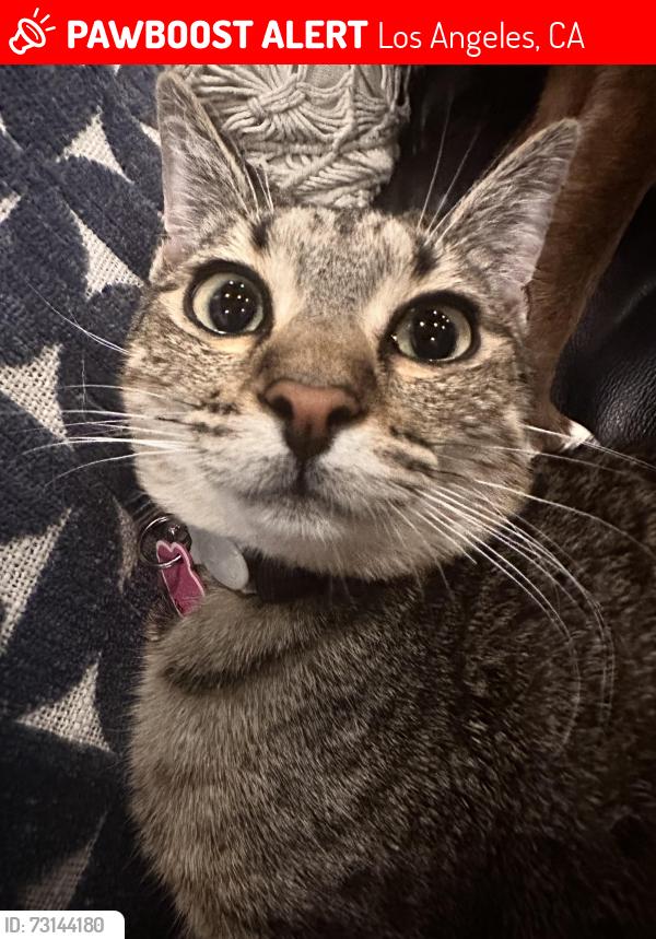 Lost Female Cat last seen lund street, Los Angeles, CA 91367