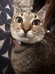 Lost Female Cat last seen lund street, Los Angeles, CA 91367