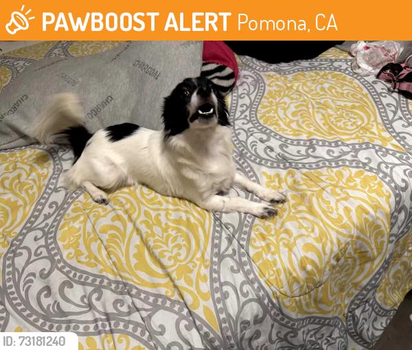 Found/Stray Male Dog last seen W Laurel Ave & Weber St, Pomona, CA 91768