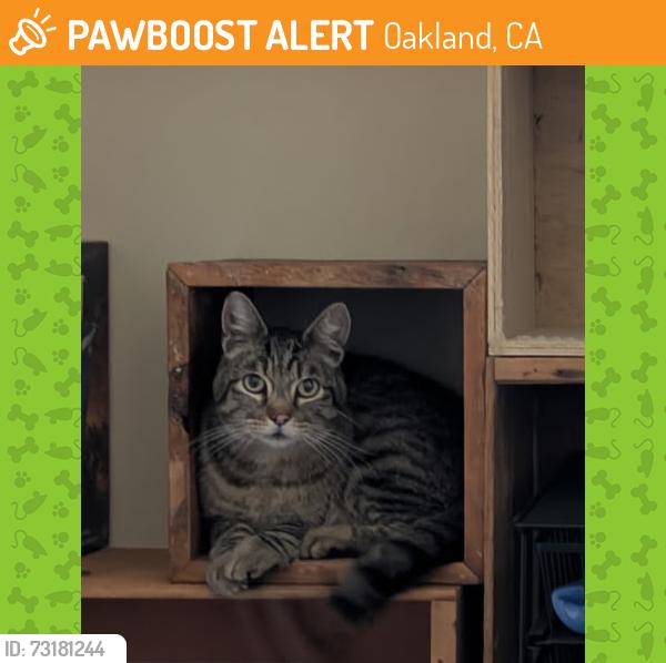 Found/Stray Female Cat last seen 10th Street & Mandela Parkway, Oakland, CA 94607