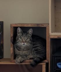 Found/Stray Female Cat last seen 10th Street & Mandela Parkway, Oakland, CA 94607