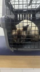 Reunited Male Cat last seen Near SW 80th St, Miami, FL 33173, USA, Miami, FL 33173