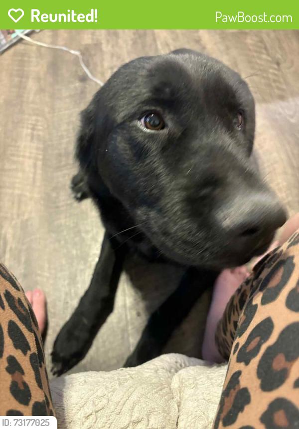 Reunited Male Dog last seen Mesa ridge, Colorado Springs, CO 80911