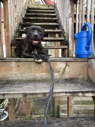 Found/Stray Male Dog last seen Triangle Bar, Pittsburgh, PA 15218