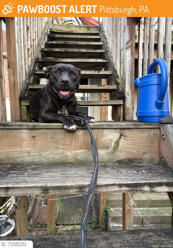 Found/Stray Male Dog last seen Triangle Bar, Pittsburgh, PA 15218