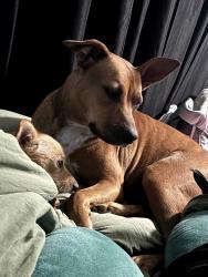 Reunited Female Dog last seen Pecan Park Dr and fielder, Arlington, TX 76012