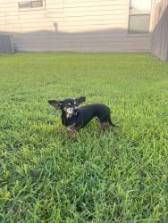 Reunited Female Dog last seen Trent Park Court, Harris County, TX 77449