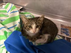 Shelter Stray Female Cat last seen , West Valley Animal Shelter, 20655 Plummer St, Chatsworth, CA 91311, USA