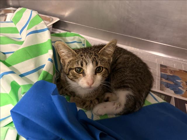 Shelter Stray Female Cat last seen , West Valley Animal Shelter, 20655 Plummer St, Chatsworth, CA 91311, USA