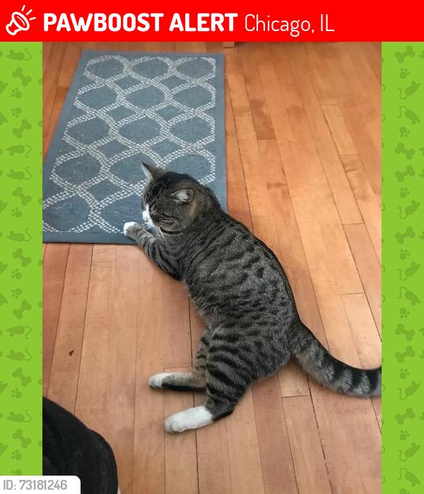 Lost Male Cat last seen Claremont and Cornelia, Chicago, IL 60618