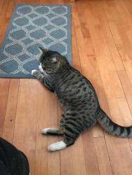 Lost Male Cat last seen Claremont and Cornelia, Chicago, IL 60618
