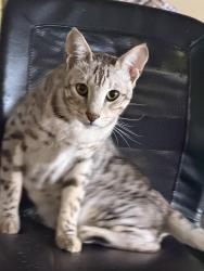 Lost Male Cat last seen Hacienda Dr, El Cajon, CA 92020