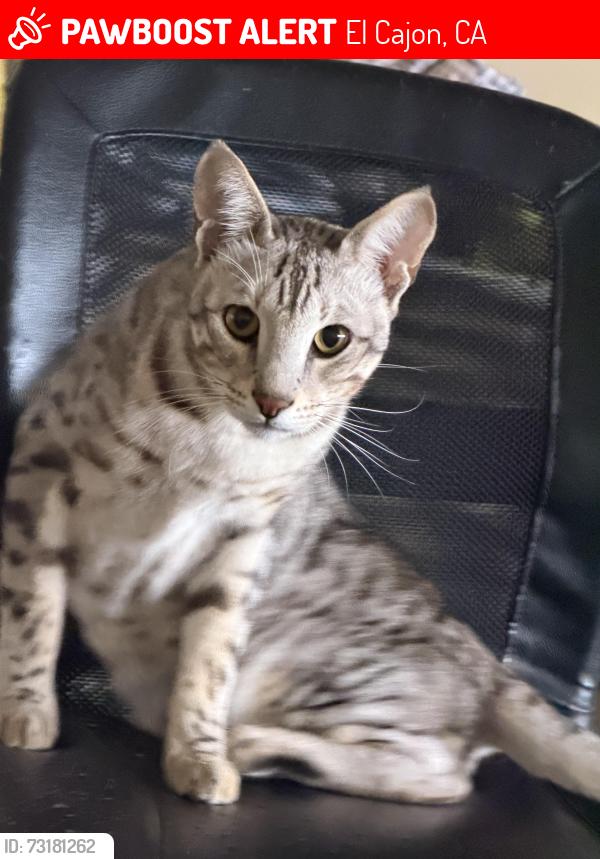 Lost Male Cat last seen Hacienda Dr, El Cajon, CA 92020