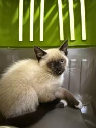 Shelter Stray Unknown Cat last seen LOWRY BRIDGE, 1950 Stevenson Blvd, Fremont, CA 94538, USA