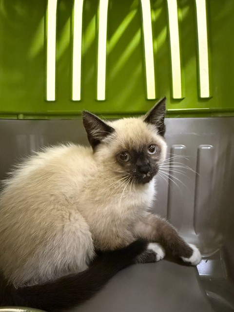 Shelter Stray Unknown Cat last seen LOWRY BRIDGE, 1950 Stevenson Blvd, Fremont, CA 94538, USA